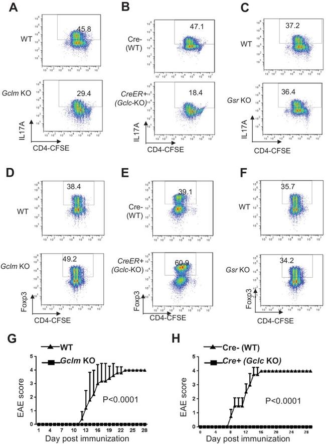 IL-17A Antibody in Flow Cytometry (Flow)