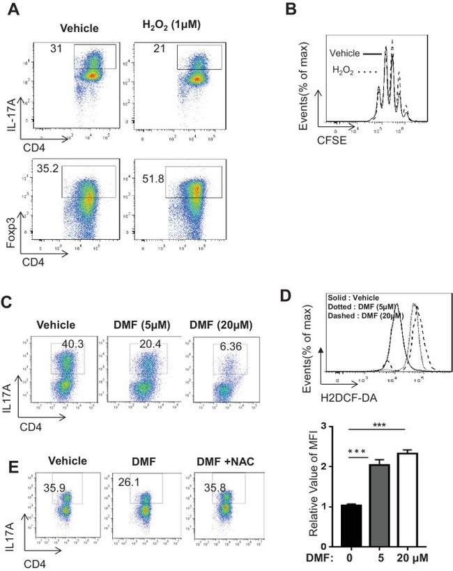 IL-17A Antibody in Flow Cytometry (Flow)