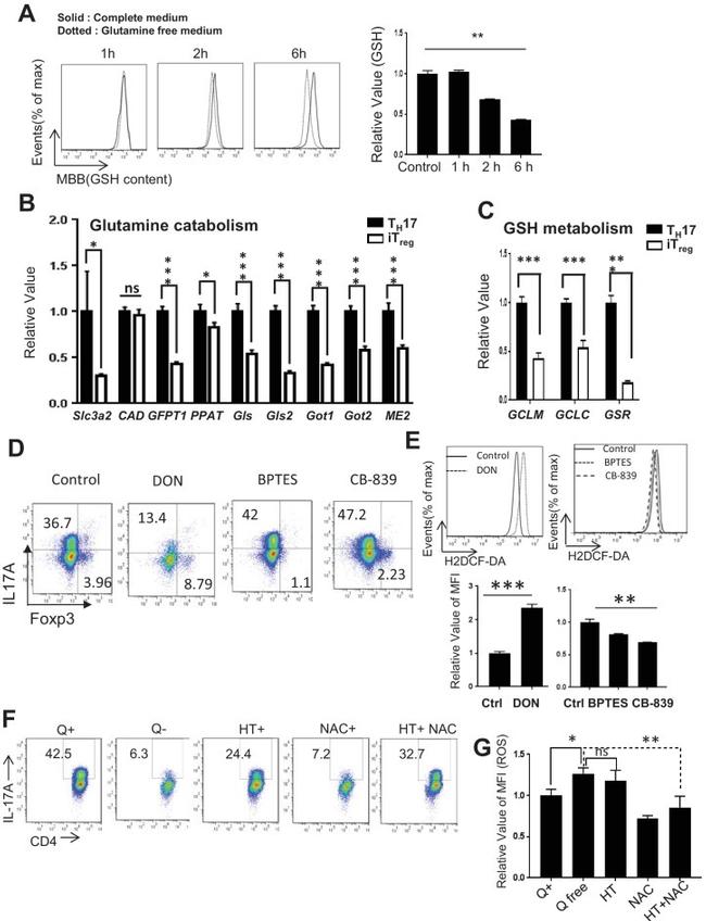 IL-17A Antibody in Flow Cytometry (Flow)