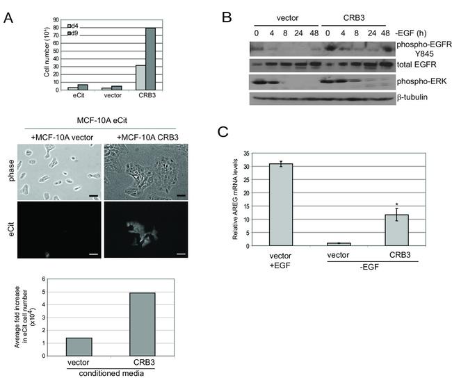 Phospho-ERK1/ERK2 (Thr185, Tyr187) Antibody in Western Blot (WB)