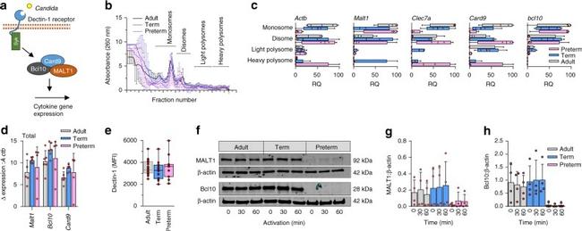 CD14 Antibody in Flow Cytometry (Flow)