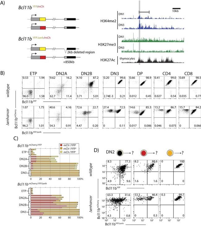 CD8a Antibody in Flow Cytometry (Flow)