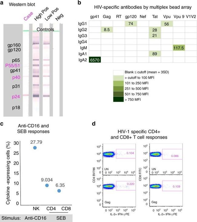 CD16 Antibody in T-Cell Activation (TCA)