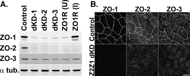 ZO-2 Antibody in Western Blot (WB)