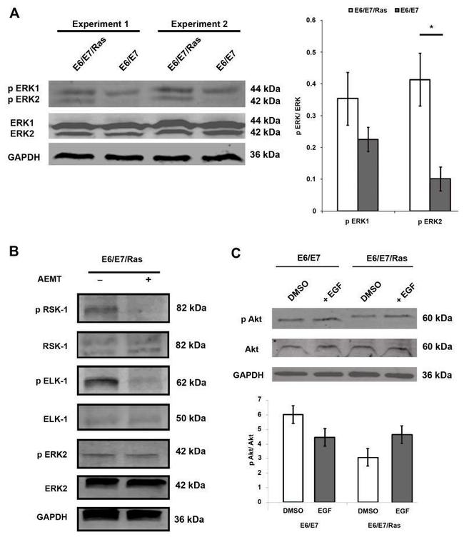 GAPDH Antibody in Western Blot (WB)