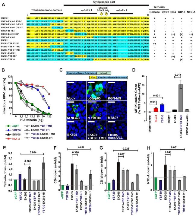 CD4 Antibody in Flow Cytometry (Flow)