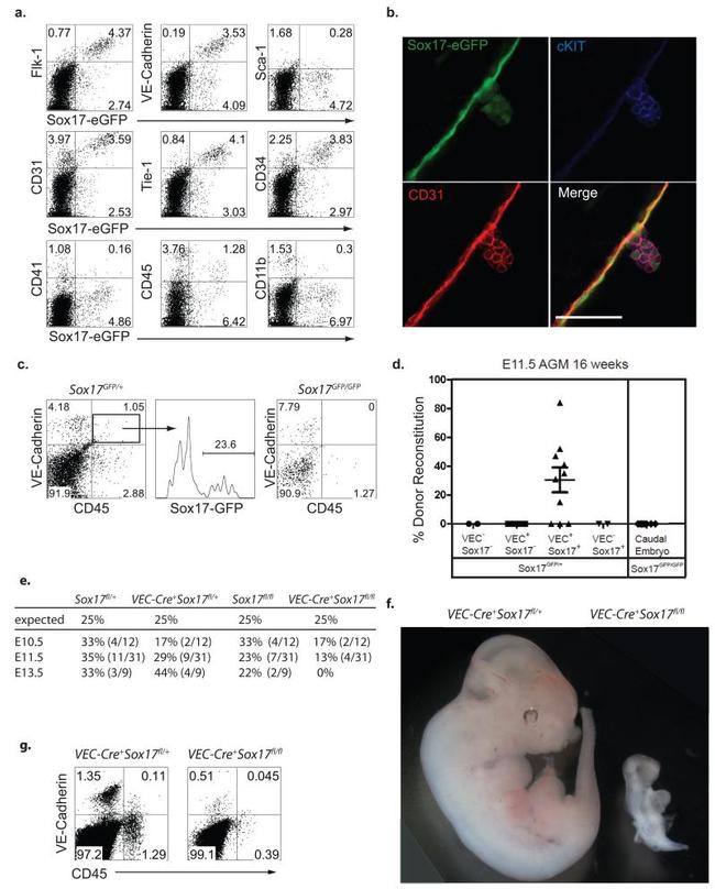 CD144 (VE-cadherin) Antibody in Flow Cytometry (Flow)