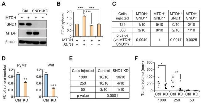 Metadherin Antibody in Western Blot (WB)