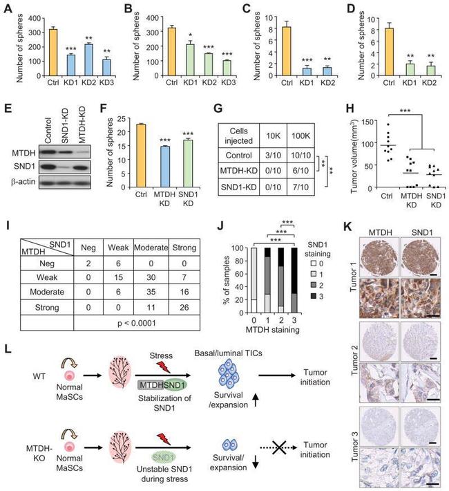 Metadherin Antibody in Immunohistochemistry (IHC)