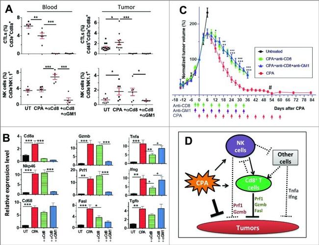 NK1.1 Antibody in Flow Cytometry (Flow)