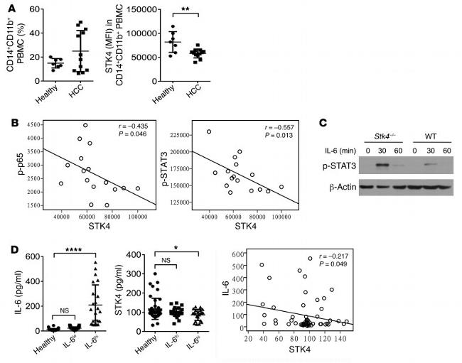 CD11b Antibody in Flow Cytometry (Flow)