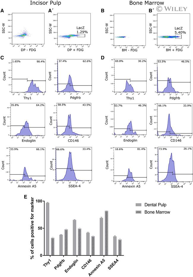 CD146 Antibody in Flow Cytometry (Flow)