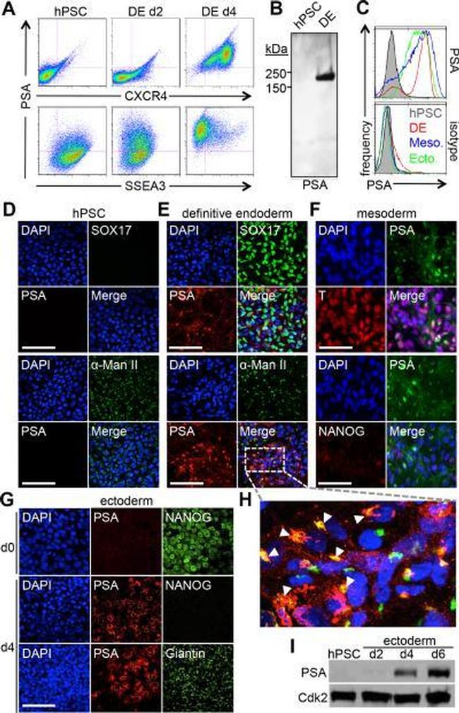 CD184 (CXCR4) Antibody in Flow Cytometry (Flow)