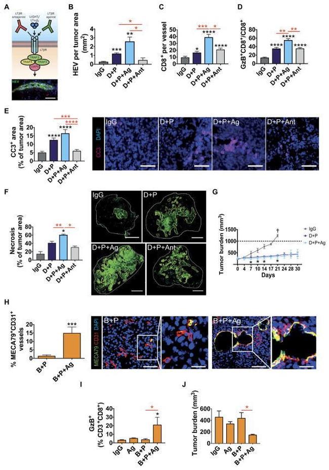 CD8a Antibody in Flow Cytometry (Flow)