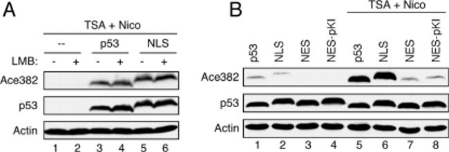 p53 Antibody in Western Blot (WB)