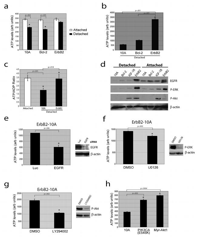 Phospho-ERK1/ERK2 (Thr185, Tyr187) Antibody in Western Blot (WB)