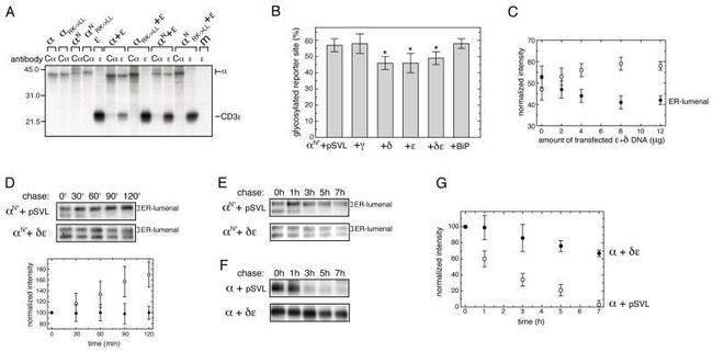 TRAC Antibody in Immunoprecipitation (IP)