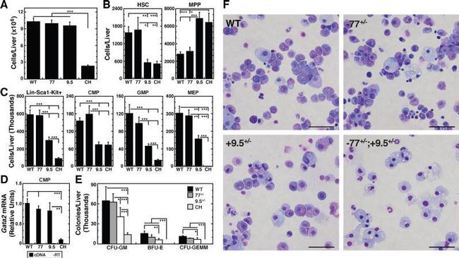 Ly-6A/E (Sca-1) Antibody in Flow Cytometry (Flow)