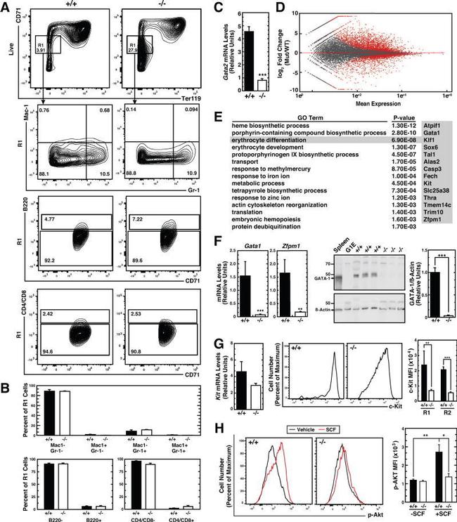 TER-119 Antibody in Flow Cytometry (Flow)