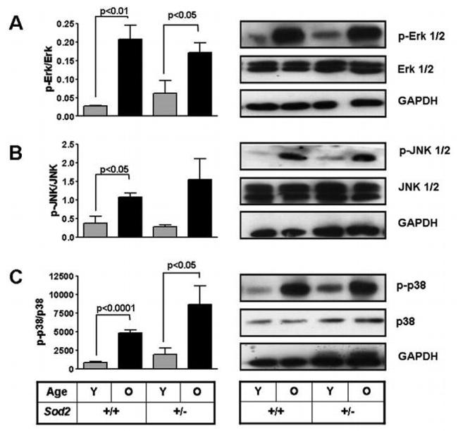 Phospho-JNK1/JNK2 (Thr183, Tyr185) Antibody in Western Blot (WB)