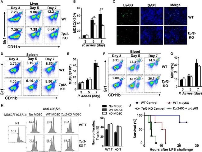 CD28 Antibody in T-Cell Activation (TCA)