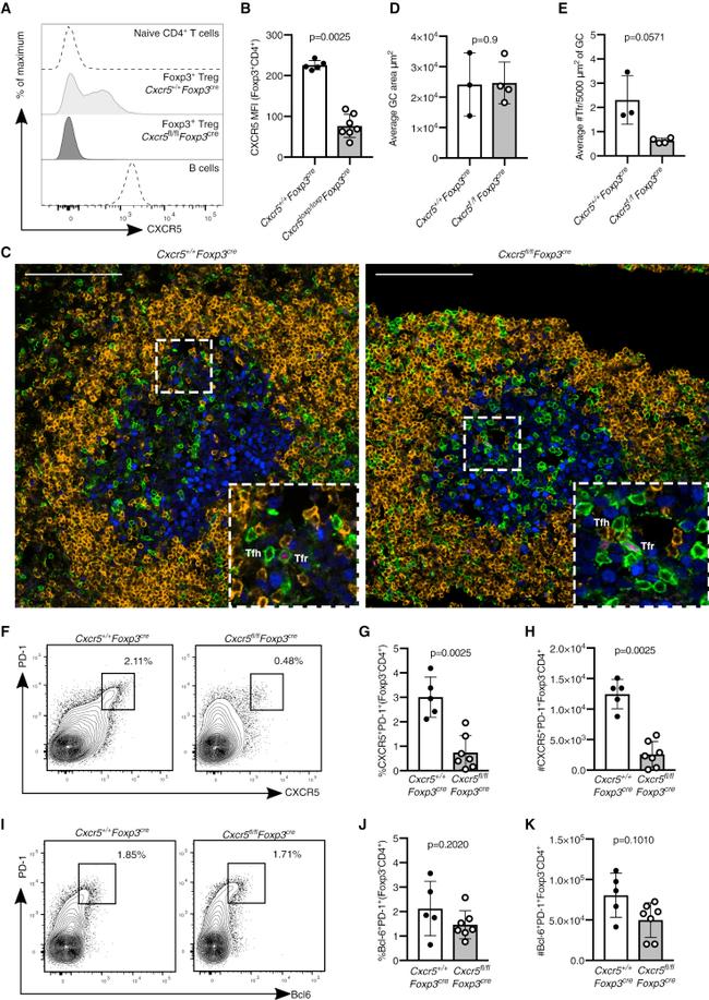 FOXP3 Antibody in Immunohistochemistry, Flow Cytometry (IHC, Flow)