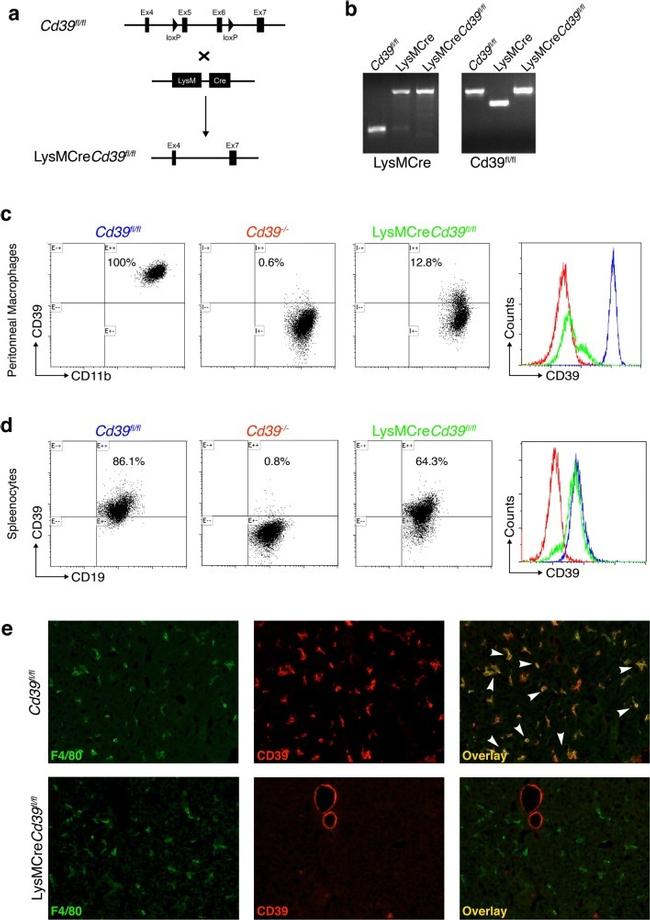 CD39 Antibody in Flow Cytometry (Flow)