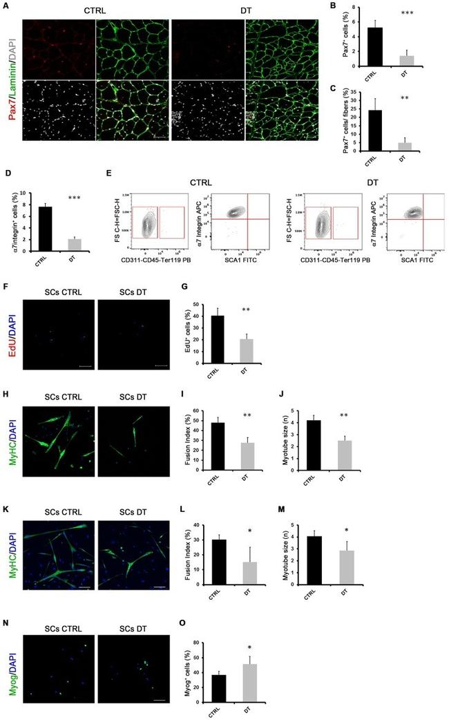 Ly-6A/E (Sca-1) Antibody in Flow Cytometry (Flow)