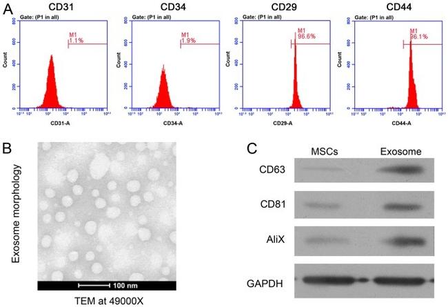 CD29 (Integrin beta 1) Antibody in Flow Cytometry (Flow)