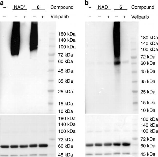 6x-His Tag Antibody in Western Blot (WB)