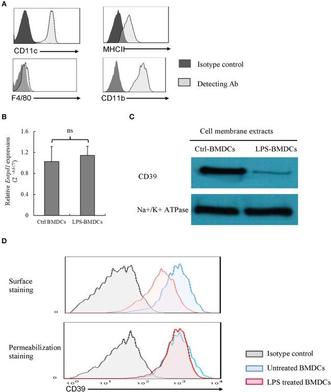 CD39 Antibody in Western Blot, Flow Cytometry (WB, Flow)