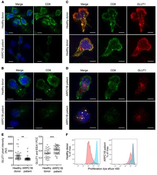 CD3 Antibody in Flow Cytometry (Flow)