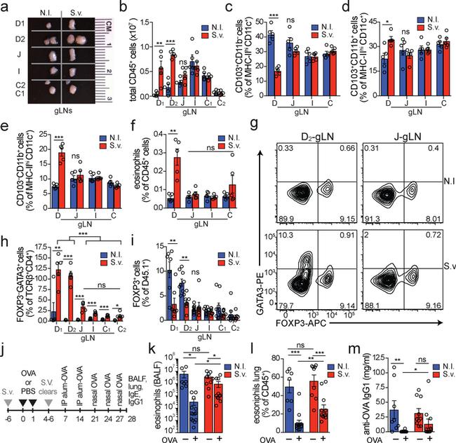 Gata-3 Antibody in Flow Cytometry (Flow)