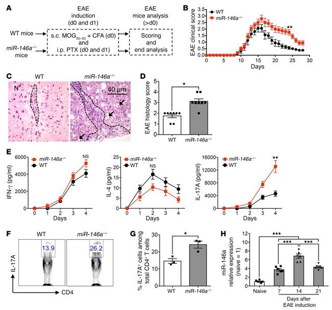 IL-17A Antibody in Flow Cytometry (Flow)