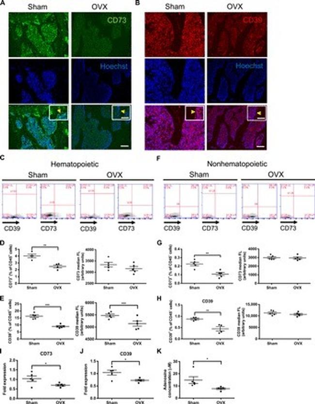 CD73 Antibody in Immunohistochemistry, Flow Cytometry (IHC, Flow)