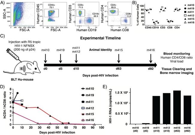 CD45 Antibody in Flow Cytometry (Flow)