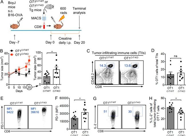 CD279 (PD-1) Antibody in Flow Cytometry (Flow)