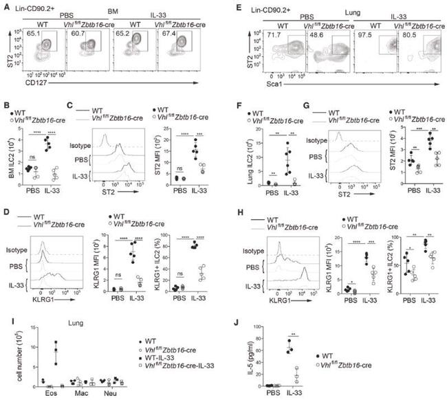 KLRG1 Antibody in Flow Cytometry (Flow)