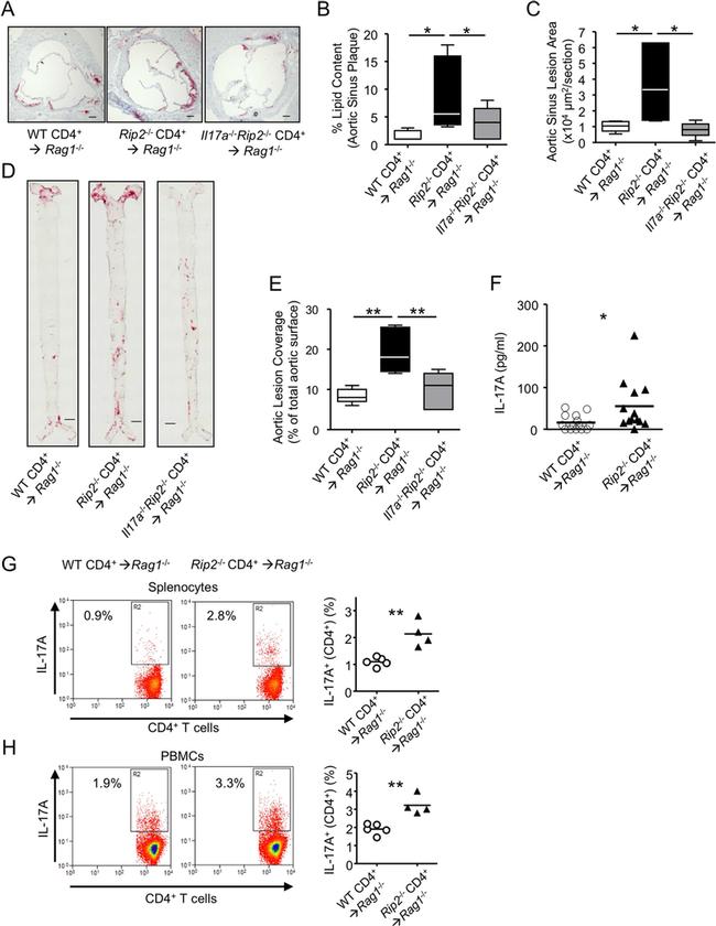 CD4 Antibody in Flow Cytometry (Flow)