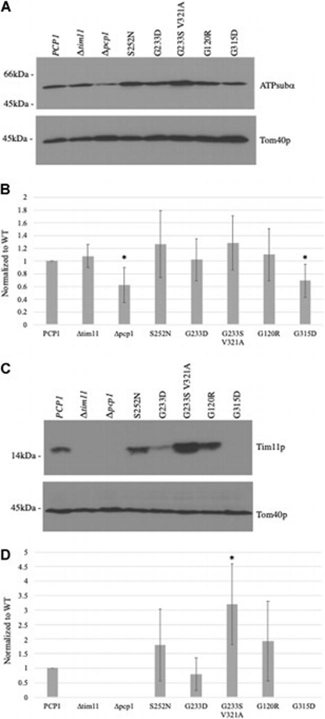 ATP5A1 Antibody in Western Blot (WB)