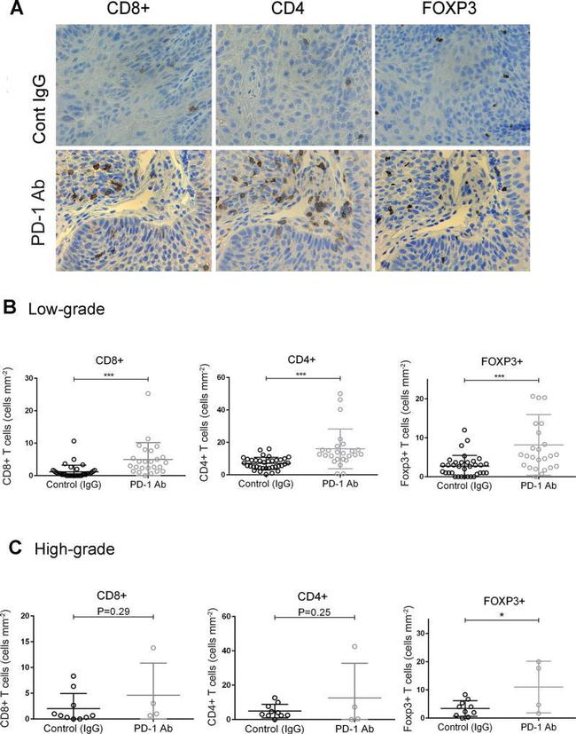 CD4 Antibody in Immunohistochemistry (IHC)