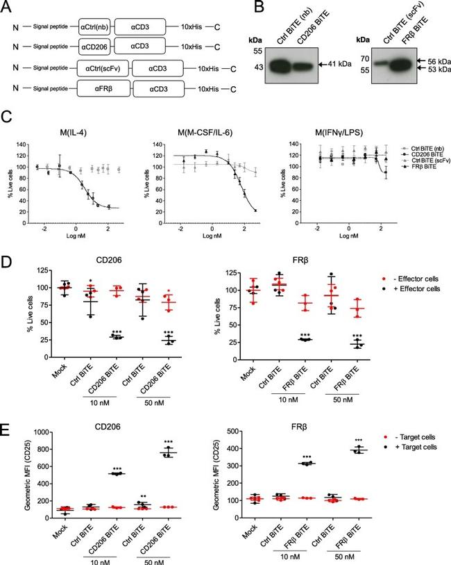 6x-His Tag Antibody in Western Blot (WB)