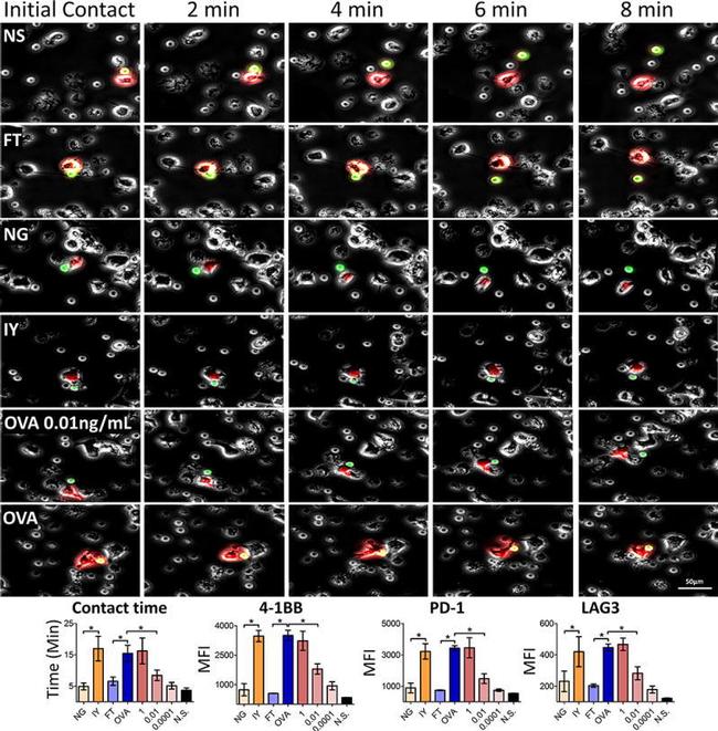 CD137 (4-1BB) Antibody in Flow Cytometry (Flow)