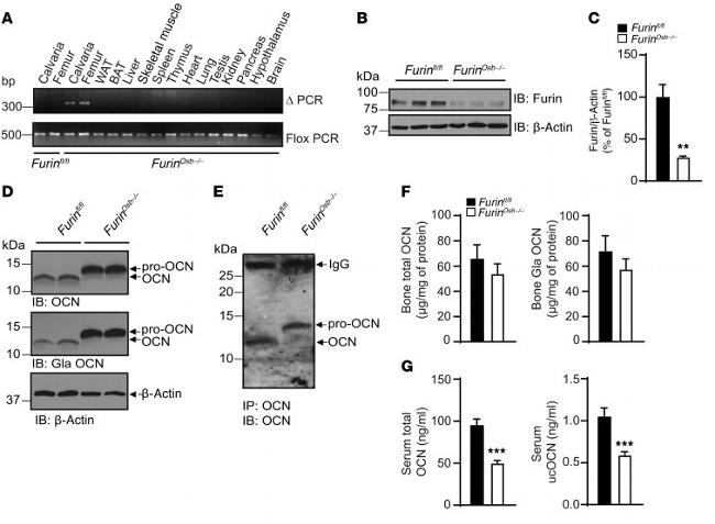 Furin Antibody in Western Blot (WB)