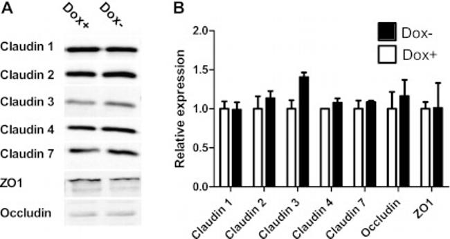 Claudin 2 Antibody in Western Blot (WB)