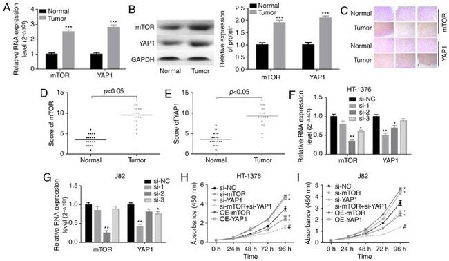 mTOR Antibody in Western Blot (WB)