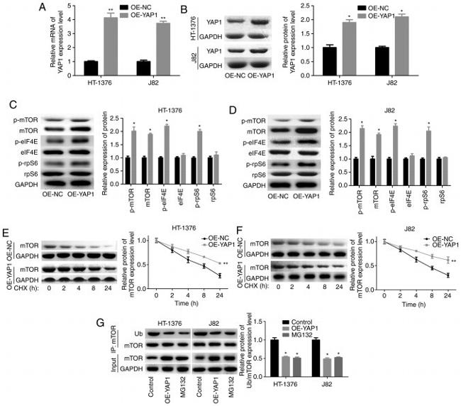 mTOR Antibody in Western Blot, Immunoprecipitation (WB, IP)