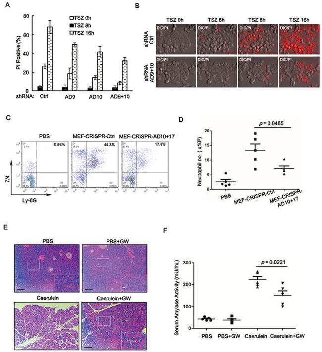 Ly-6G Antibody in Flow Cytometry (Flow)