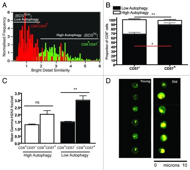 CD8 Antibody in Flow Cytometry (Flow)