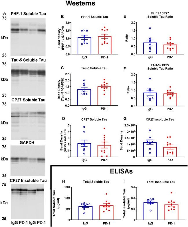 Tau Antibody in ELISA (ELISA)